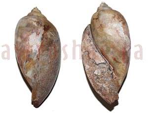 Heera Shankh 089 55m